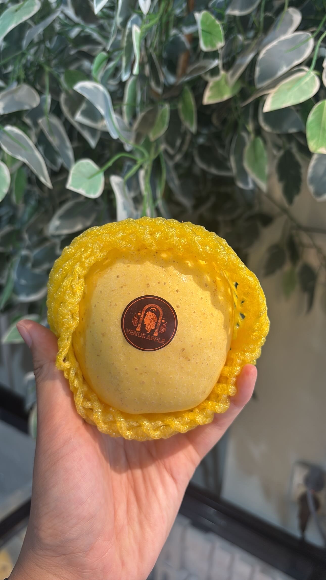 GOLDEN PEAR